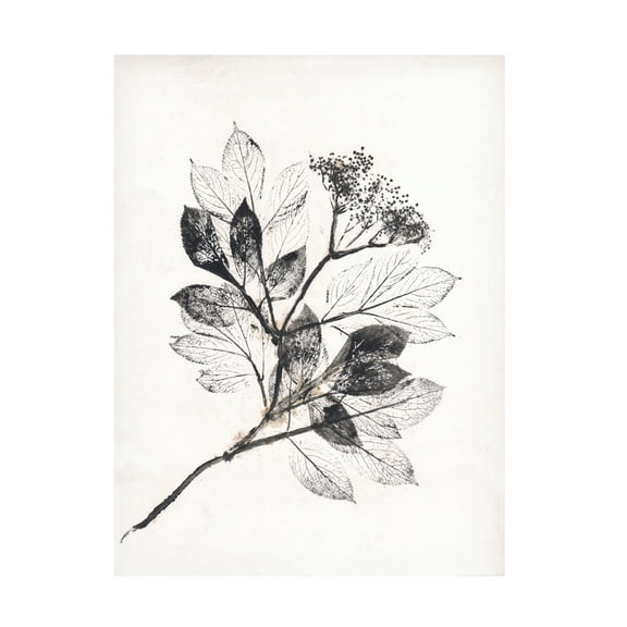 Canvas Wall Art - Pernille Folcarelli 'Elder BW' Wall Art for Living Room, Bedroom, or Office Décor by Trademark Fine Art - 14 x 19 Inches