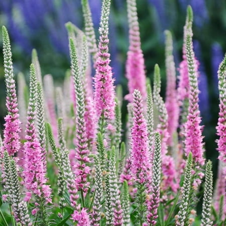 Perfectly Picasso Speedwell Flower Root - Live Perennial Ready to Plant - Attracts Butterflies and Hummingbirds - Deer Resistant - Good as Cut Flowers