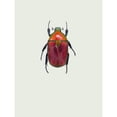 thumbnail image 3 of Incado 19x24 Black Modern Framed Museum Art Print Titled - Torynorrhina Flammea, 3 of 5