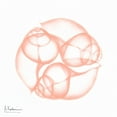 thumbnail image 2 of Koetsier, Albert 15x15 Black Ornate Wood Framed with Double Matting Museum Art Print Titled - Dry Snail Peach, 2 of 4