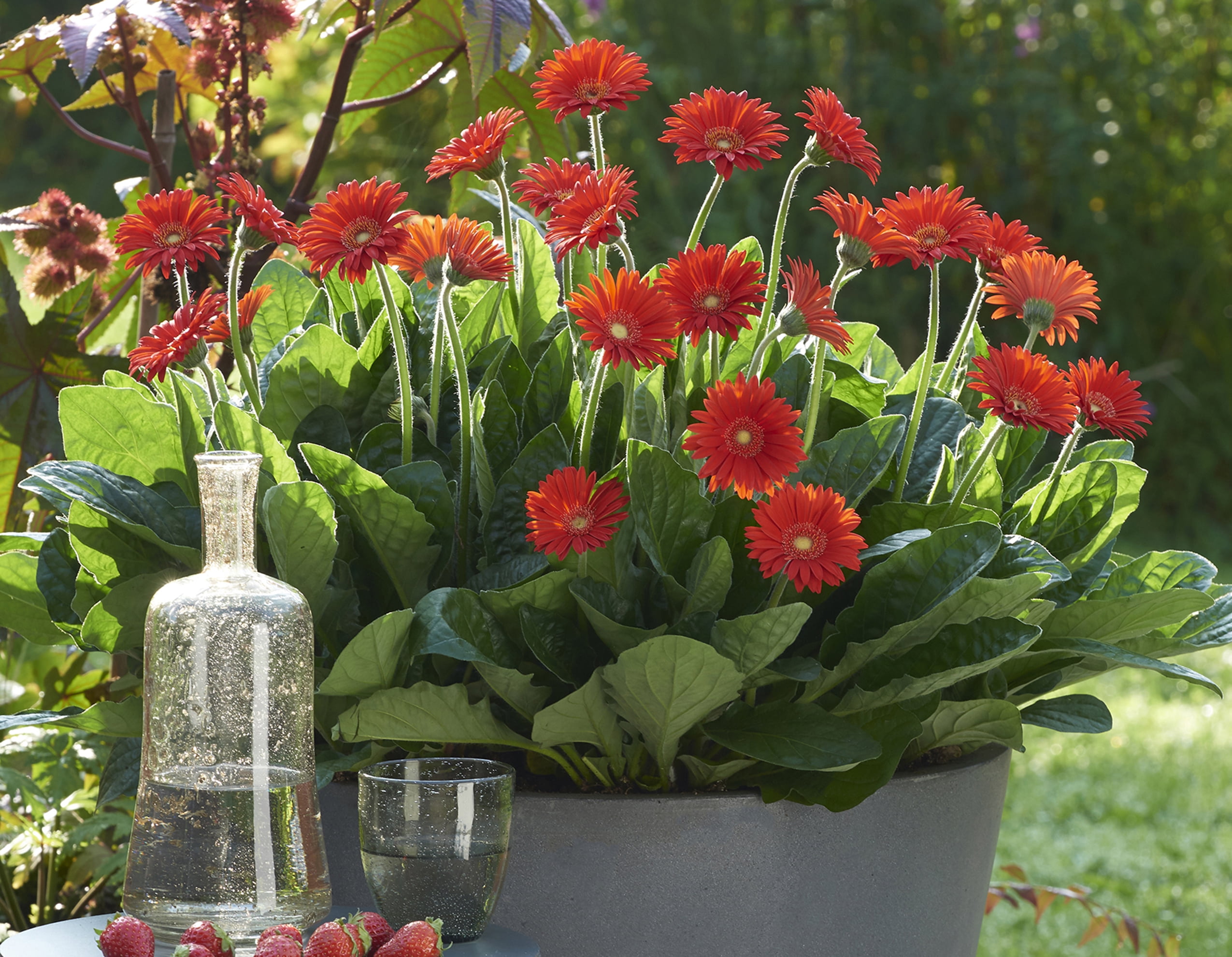 Southern Living Red Garden Jewels Gerber Daisy Live Shrub in 2.5-Quart Grower Pot