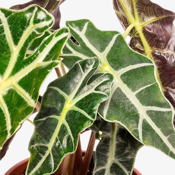 RedCrocus Elephant Ear Taro Alocasia- Tropical Plant with Large Heart-Shaped Leaves for Indoor & Outdoor Gardens 10" Pot