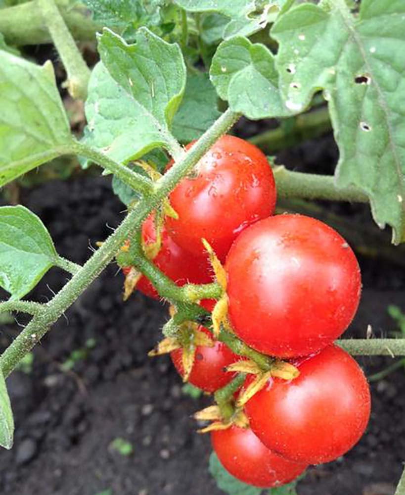 Sweetie Cherry Tomato Plant - Sweet & Juicy - 4" Pot ...