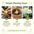 thumbnail image 4 of Amaryllis, Low Maintenance - Easy Grow - Ideal for Beds Borders, Plant Pots & Planters, 4 of 5