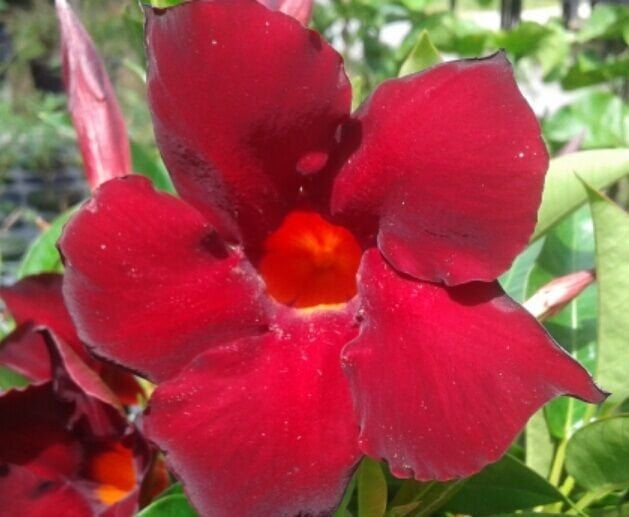 Mandevilla Tropical Plant, Garden Crimson Red Flower, Lot of 2 Starter Plants