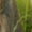 NZ028, variant on Cute Little Easter Bunnies on Green Grass Womens Night Club Maxi Dress V Neck Sleeveless Bohemia Long Dresses