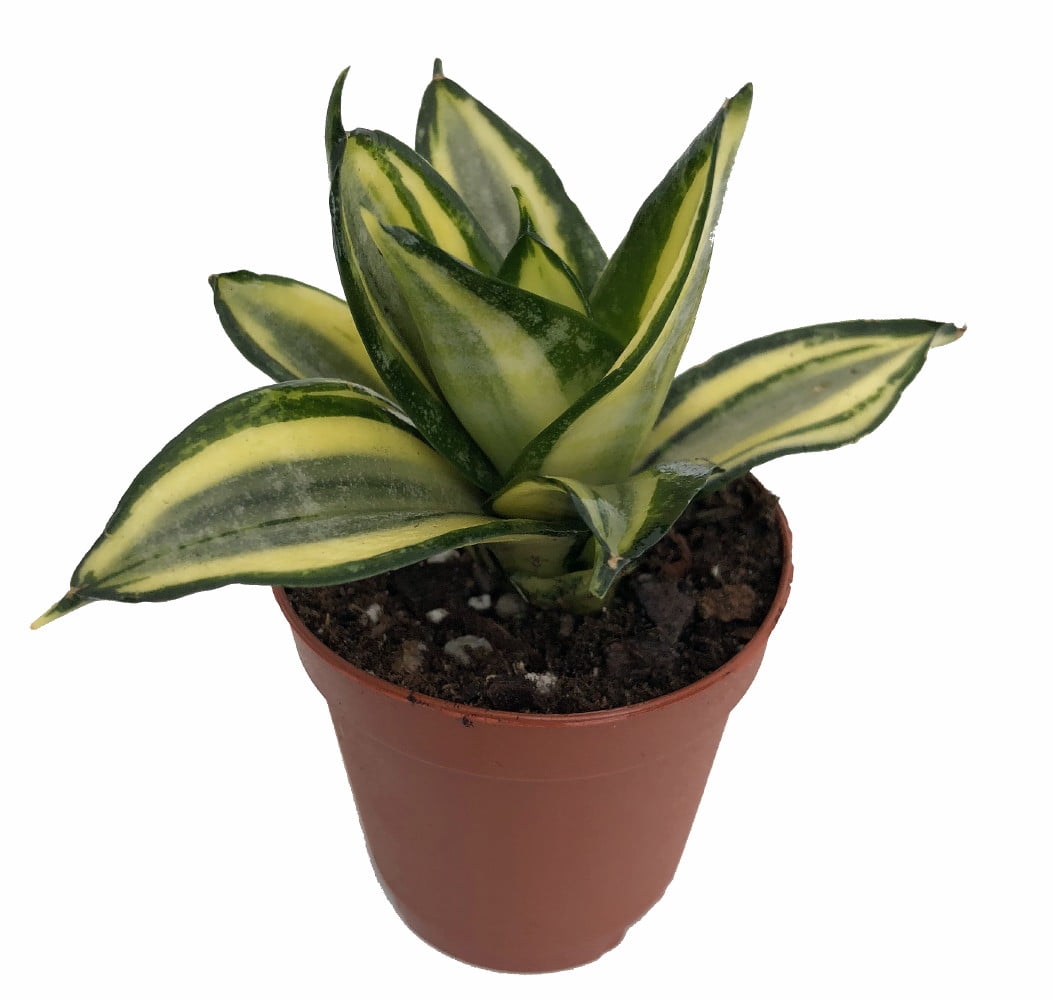 Golden Hahnii Birdsnest Snake Plant SanseveriaAlmost