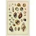 thumbnail image 2 of Sowerby, G.B. 23x32 Gold Ornate Wood Framed with Double Matting Museum Art Print Titled - Shells: Sessile Cirripedes #2, 2 of 4