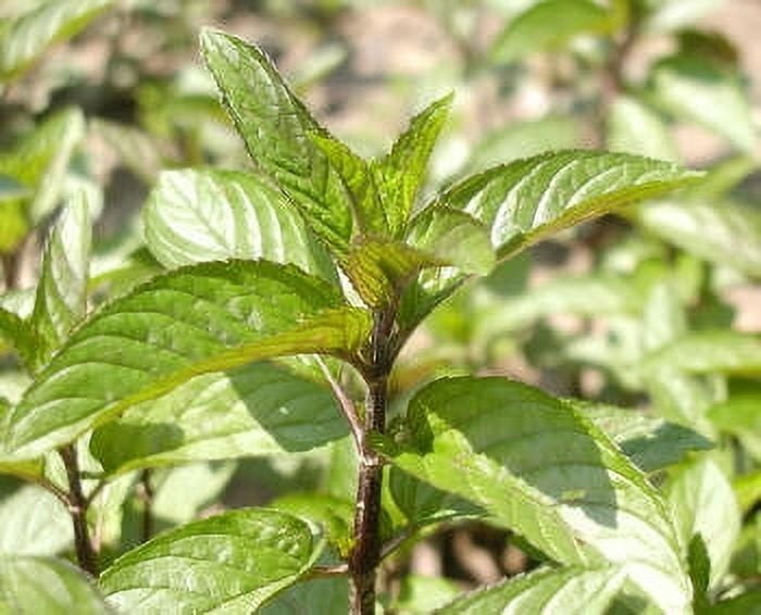 Peppermint Organic Essential Oil 15 ml (1/2 fl oz) - 100% Pure and Natural by Silky Scents