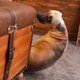 thumbnail image 5 of 20cm Shy Angry Plush Dog Animal Funny Christmas Birthday Mini Plush Dogs Toys for children Baby Gifts, 5 of 5