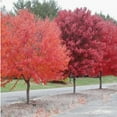 thumbnail image 2 of Maple Tree 'Brandywine Red', 2 of 7