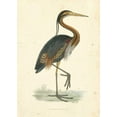thumbnail image 2 of Morris 14x18 Gold Ornate Wood Framed with Double Matting Museum Art Print Titled - Vintage Purple Heron, 2 of 4
