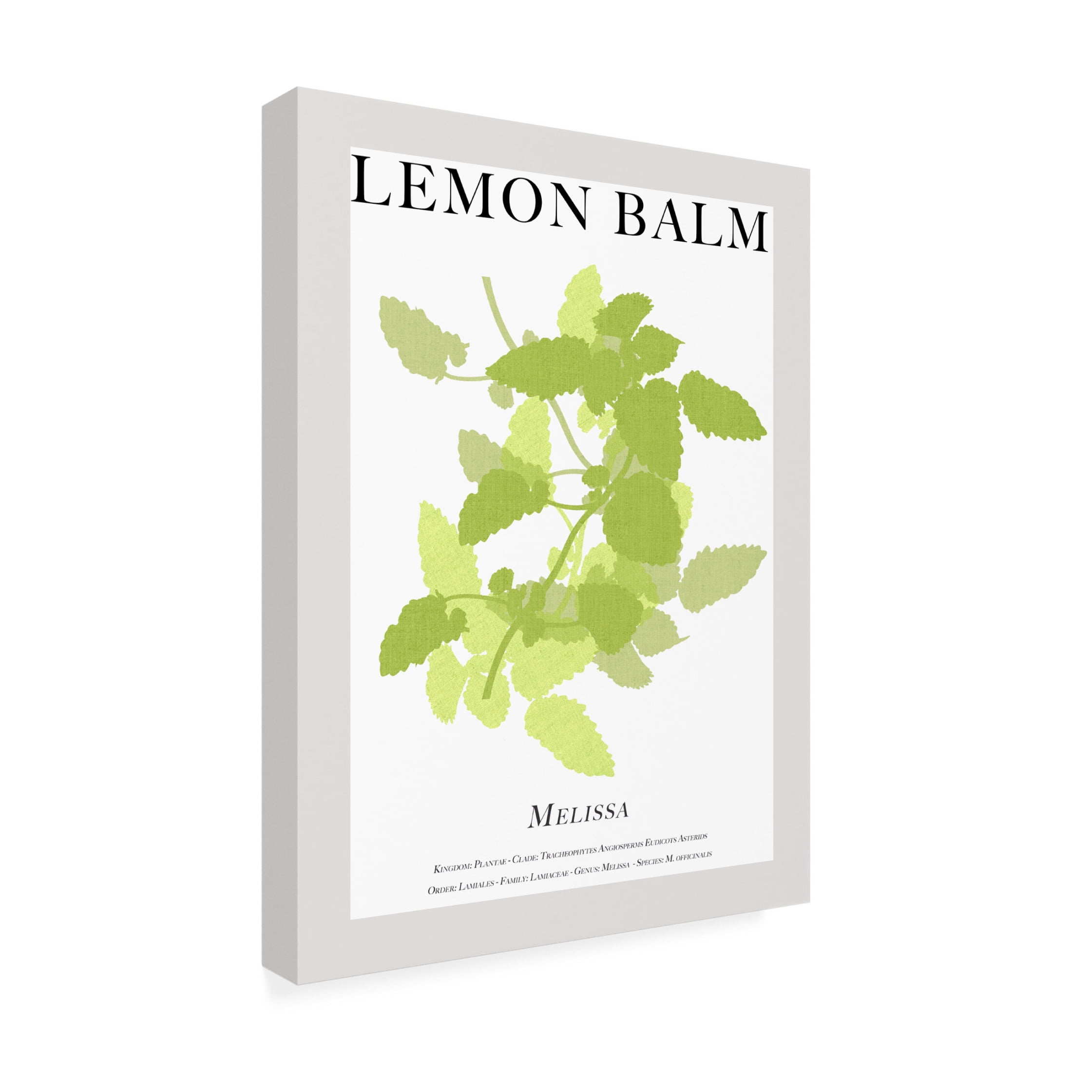 Trademark Fine Art Cartissi   Lemon Balm Canvas Wall Art