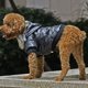 thumbnail image 1 of unbranded Ropa Para Perros Abrigo Negro Con Capucha Protección Frío Con Moderno, 1 of 5