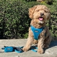 thumbnail image 4 of Voyager Reflective Dog Leash with Neoprene Handle, 5ft Long, Supports Small, Medium, and Large Breed Puppies, Cute and Heavy Duty for Walking, Running, and Training - Turquoise, L, 4 of 5