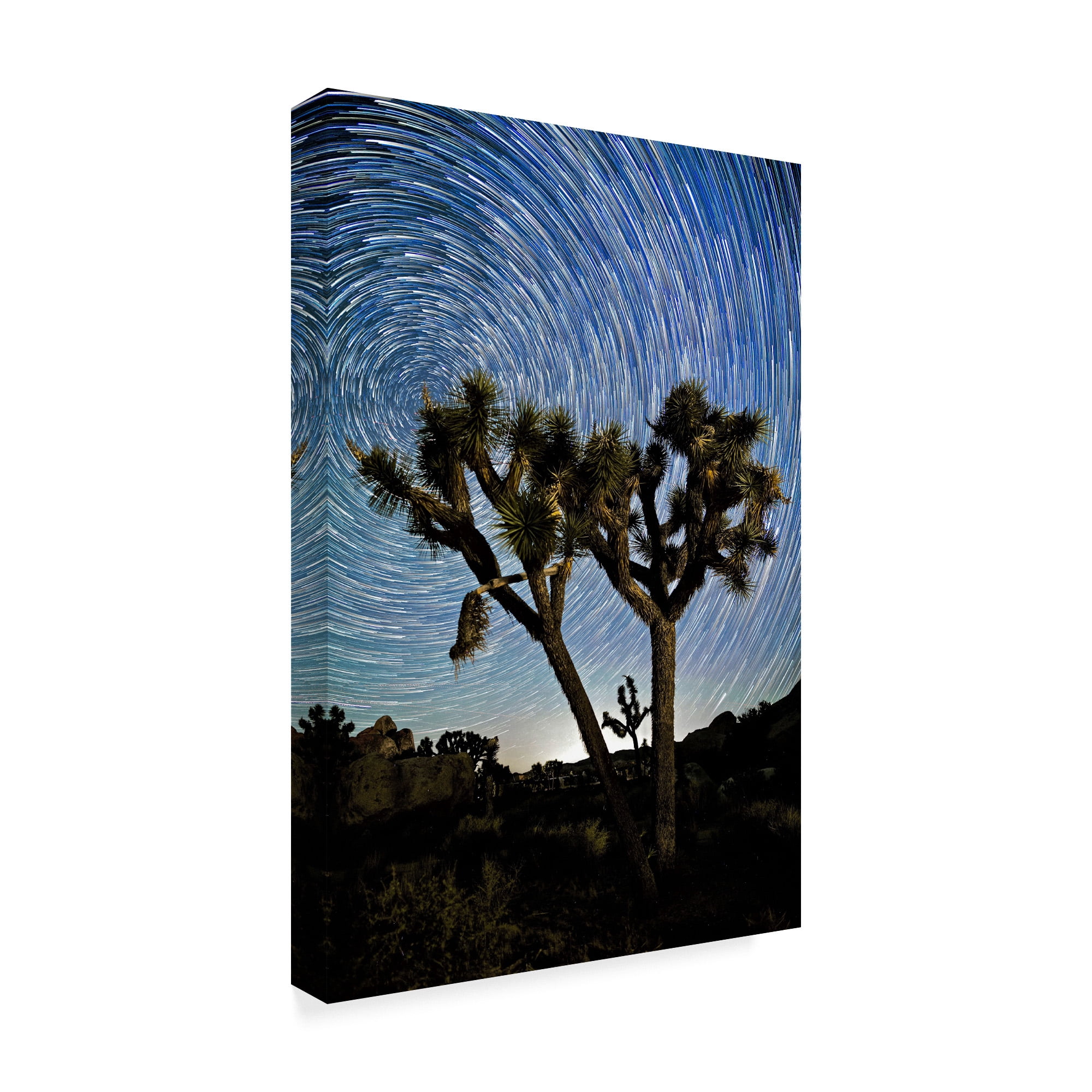 Trademark Fine Art 'Joshua Tree Star Trails' Canvas Art by American School