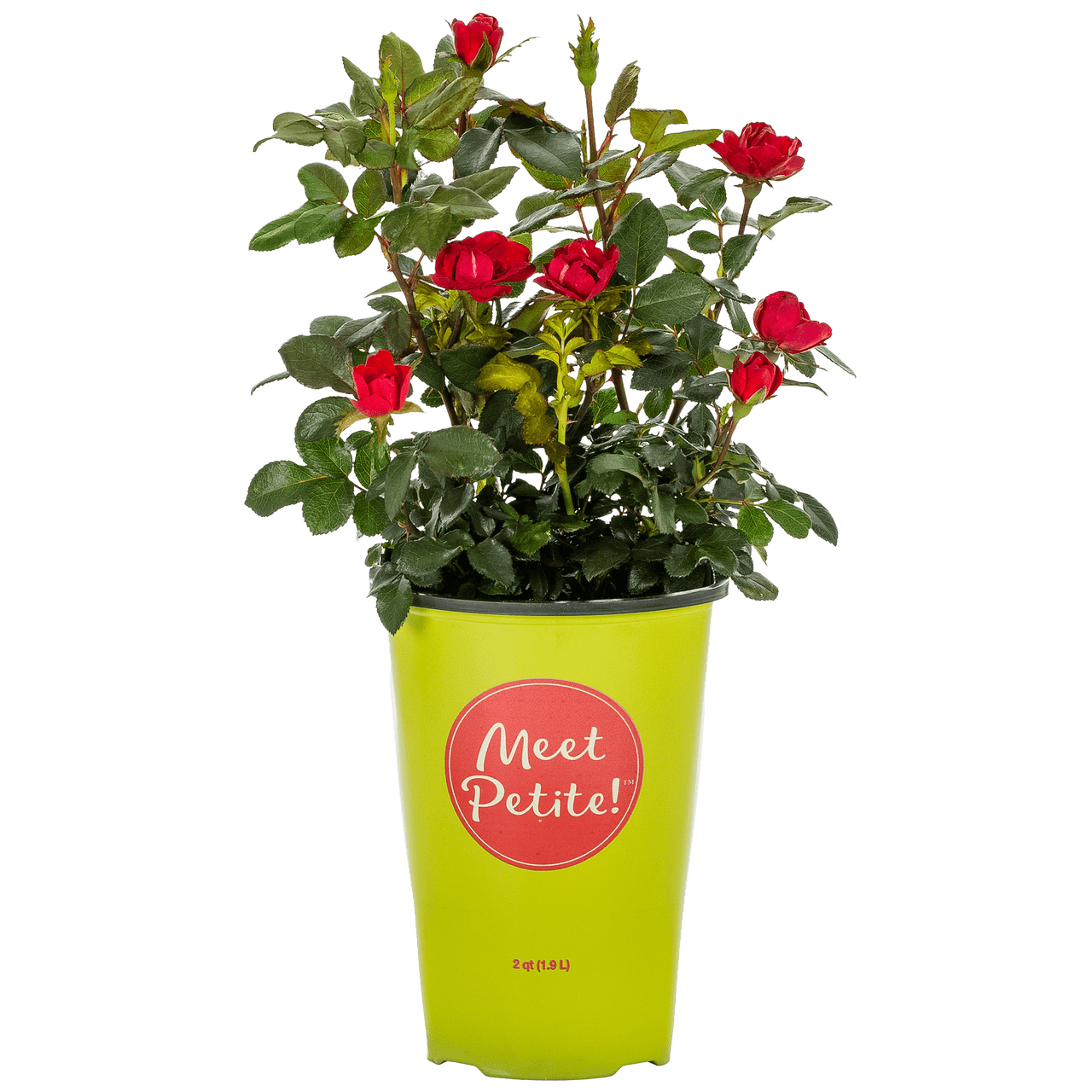The Knock Out® Family of Roses 'The Petite Knock Out® Rose' Live Shrub in 2-Quart Grower Pot (3-Pack)