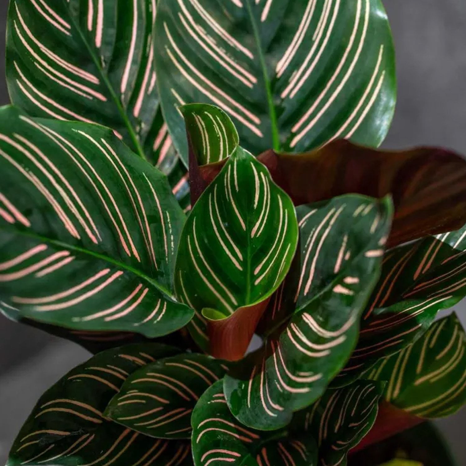 Pinstripe Calathea - 3 Live Starter Plants - Calathea Ornata - Beautiful Easy Care Vining Indoor Houseplant