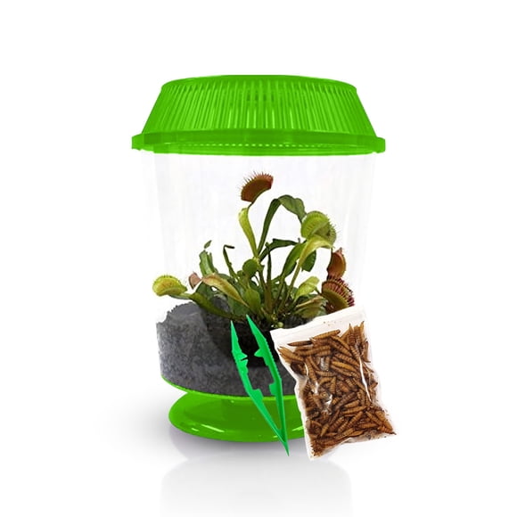 Planta con trampa para moscas Venus de la marca Live, con terrario verde de 4,5 cm y comida