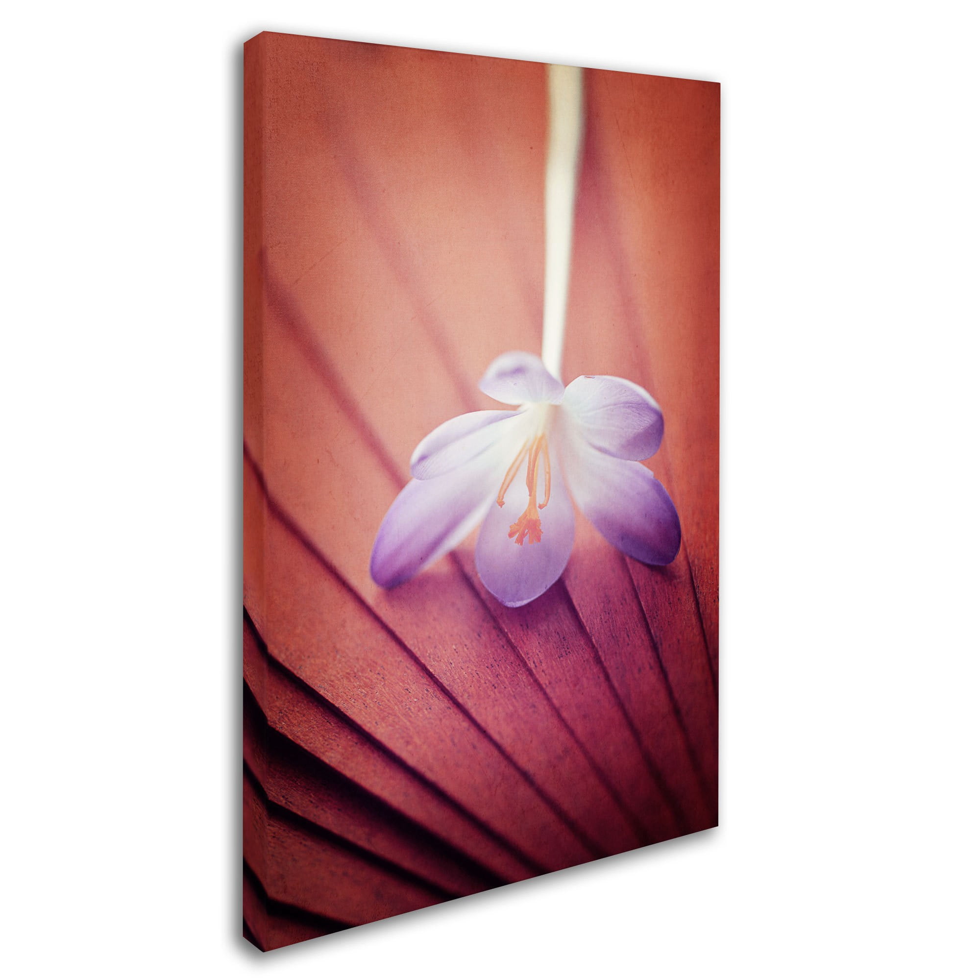 Trademark Fine Art "Access to Desires" Canvas Art by Philippe Sainte-Laudy