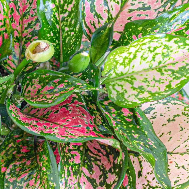 Free Shipping! United Nursery Live Aglaonema Ruby Ray