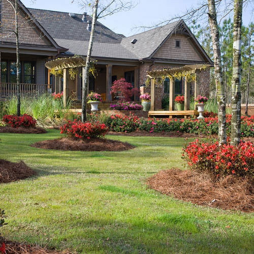 Encore Azalea Autumn Embers Live Shrub in 3-Gallon Grower Pot