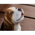 thumbnail image 3 of BEAGLE Chiot Hurlant, 3 of 4