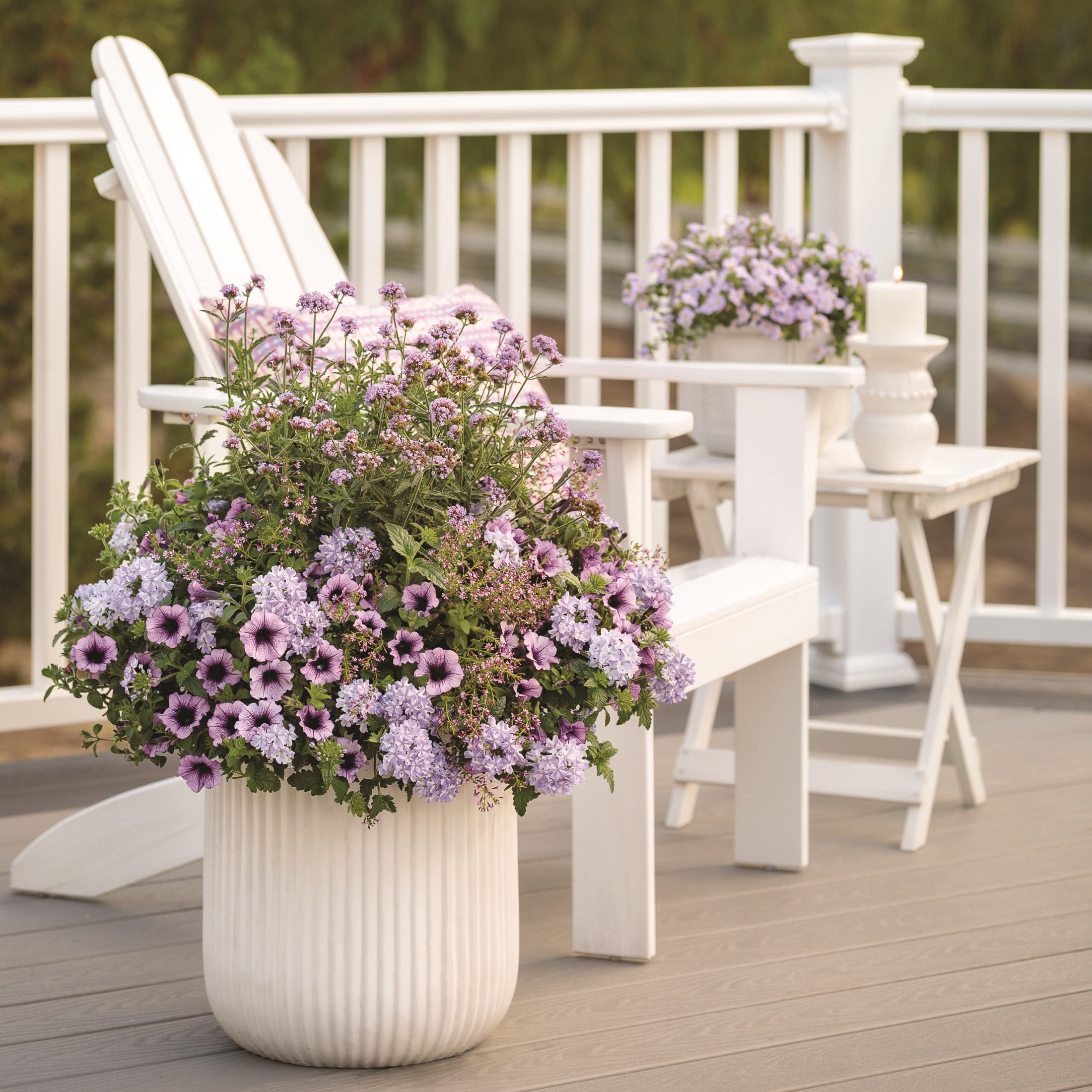 Proven Winners 8" Purple Meteor Shower Verbena Live Plant in 6.5" Pot
