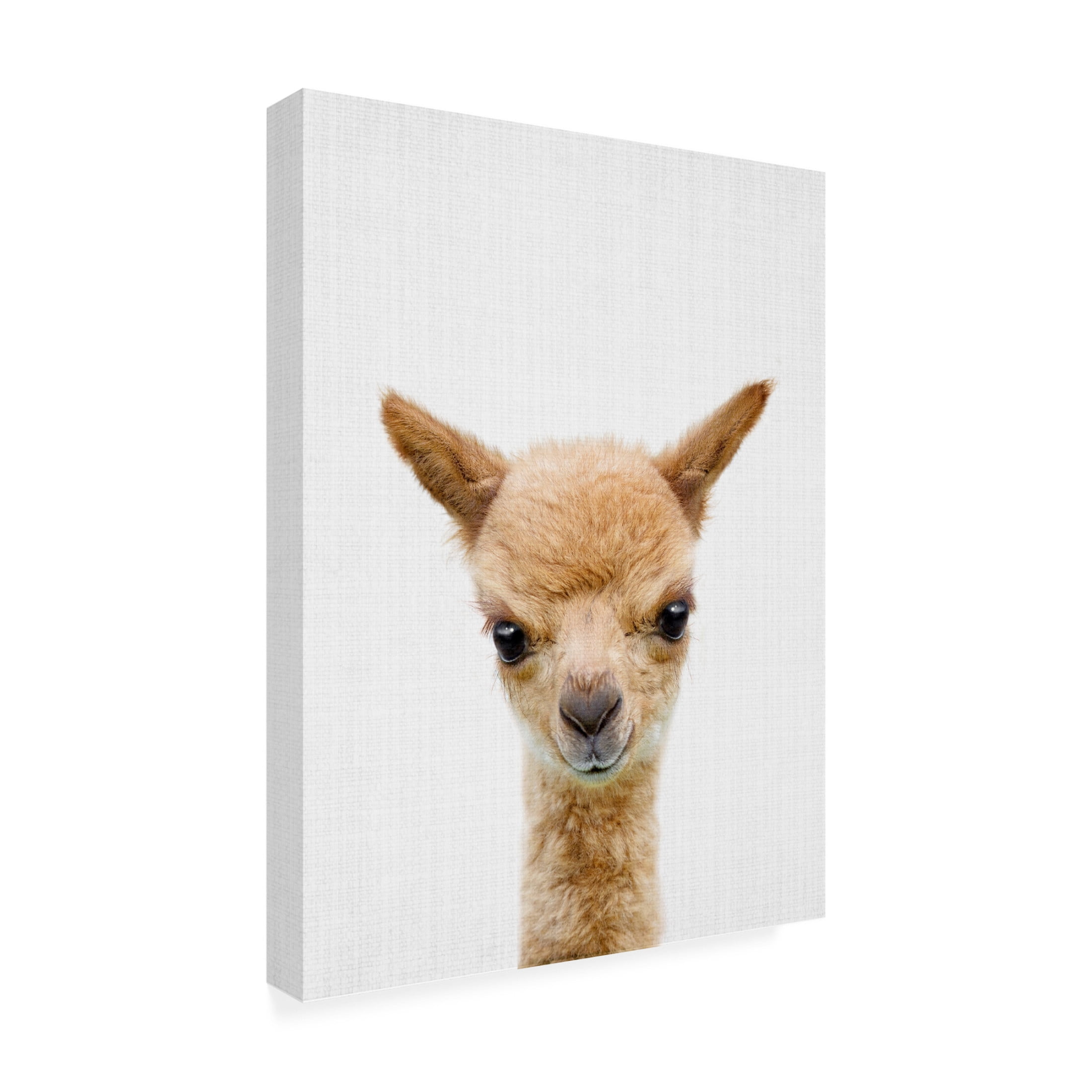 Trademark Fine Art Lola Peacock Peekaboo Baby Llama Canvas Wall Art