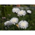 thumbnail image 4 of 500 MIXED SWEET SULTAN Imperialis Mix Amberboa Moschata Centaurea Flower Seeds - Pink, Rose, Lilac, Purple, Mauve, White, & Yellow, 4 of 11