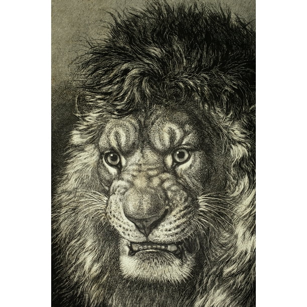 The Lion King Of Beasts From El Mundo Ilustrado Published Barcelona 10 Poster Print 12 X 18 Walmart Com