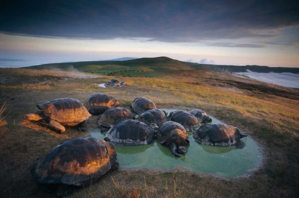 Galapagos Giant Tortoise in wallow on caldera rim Alcedo Volcano ...