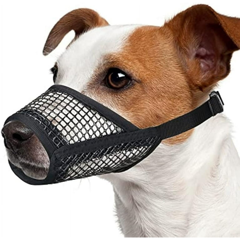 Muzzle for a chihuahua online