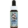 (3 Pack) Flower Essence Services White Chestnut Dropper 0.25 Ounce