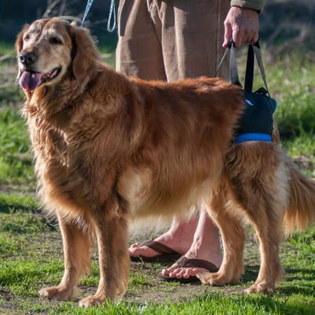 Dog back end harness hotsell