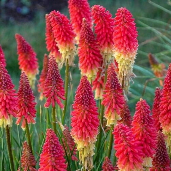 25 Rocket Red Torch Lily Hot Poker Flower Seeds