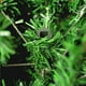 thumbnail image 4 of Arbol Navidad Artificial JARDIMEX Pino Verde Premium 2.10 m 210 cm 1580 ramas 110 cm, 4 of 5