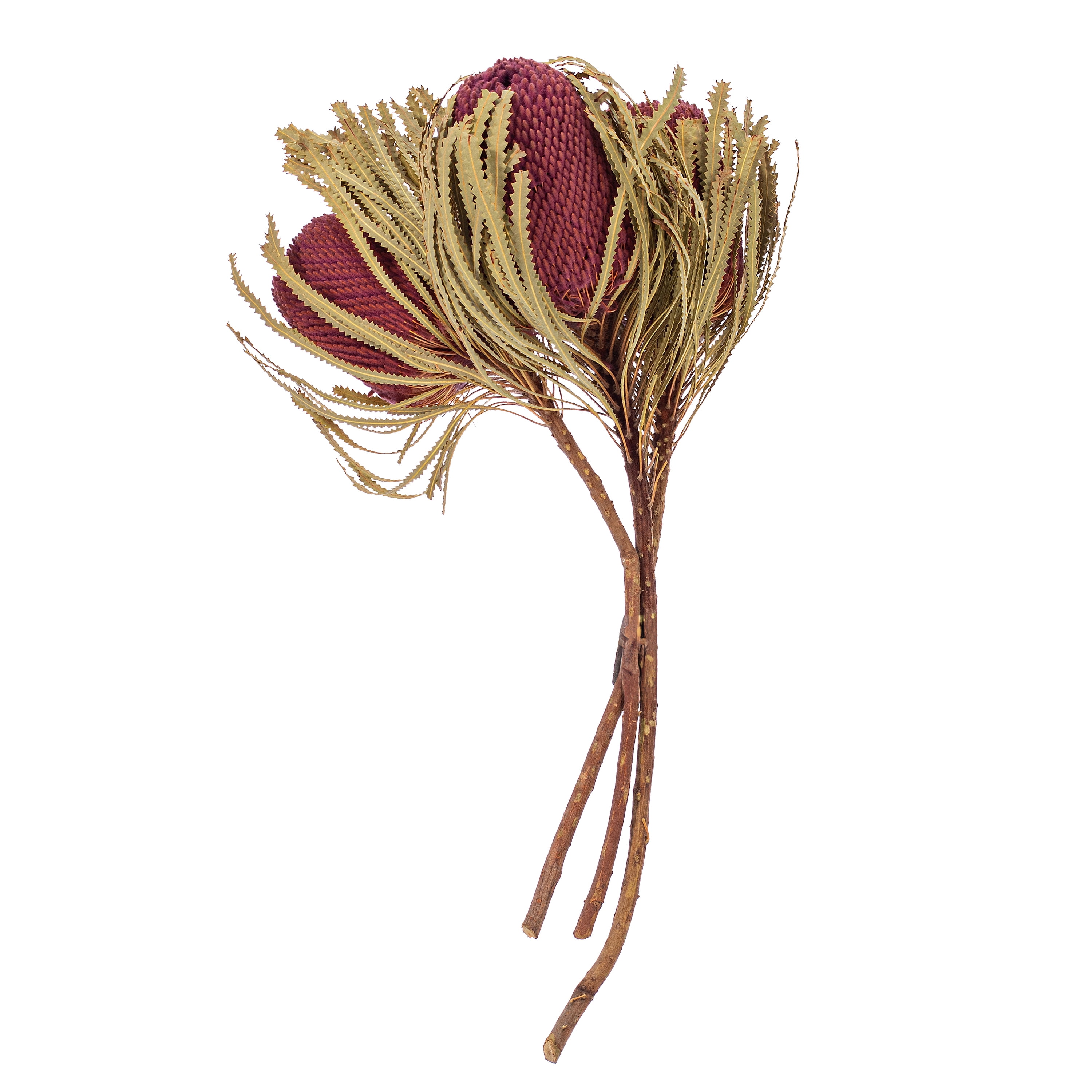 Vickerman 12" Jumbo Erica Pink Banksia Flower with Stem, Natural Preserved Dried Plant for Wedding Bouquets Home Decor or Everyday Arrangements 3 Per Pack