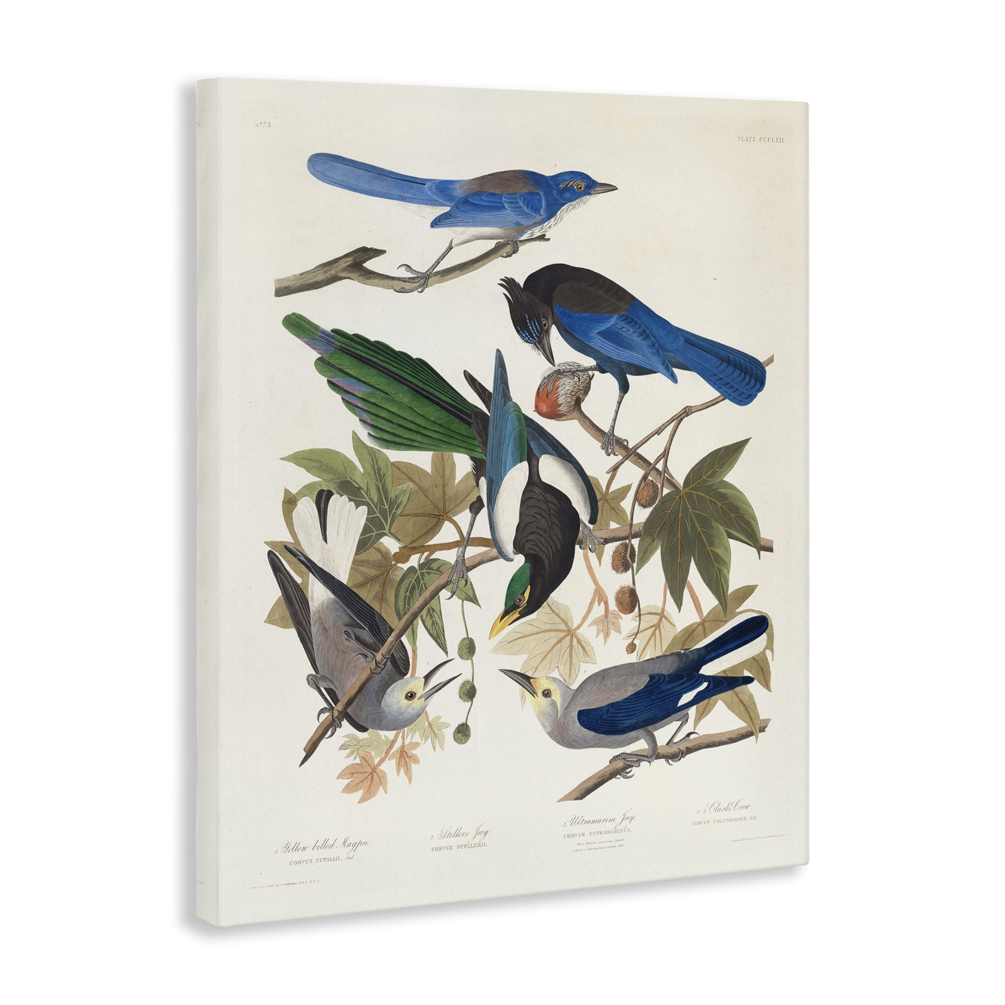 Stupell Industries Classic Yellow Billed Magpie Animals Painting Wrapped Canvas Art Print Wall Art, 30 x 40