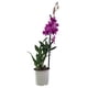thumbnail image 1 of planta orquídea dendrobium 5", 1 of 2