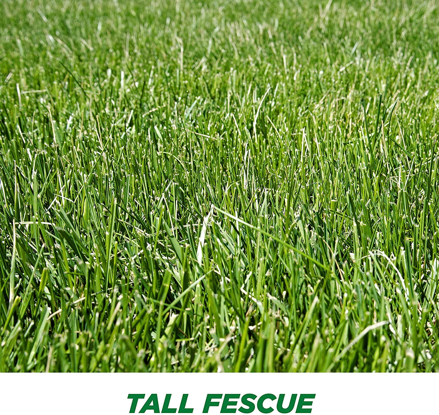 Resilient & Adaptable Low Maintenance Garden Lawn Turf Grass Tall