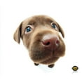 thumbnail image 1 of ALLSOP 29597 Microfiber Cleaning Cloths (Chocolate Lab), 1 of 1