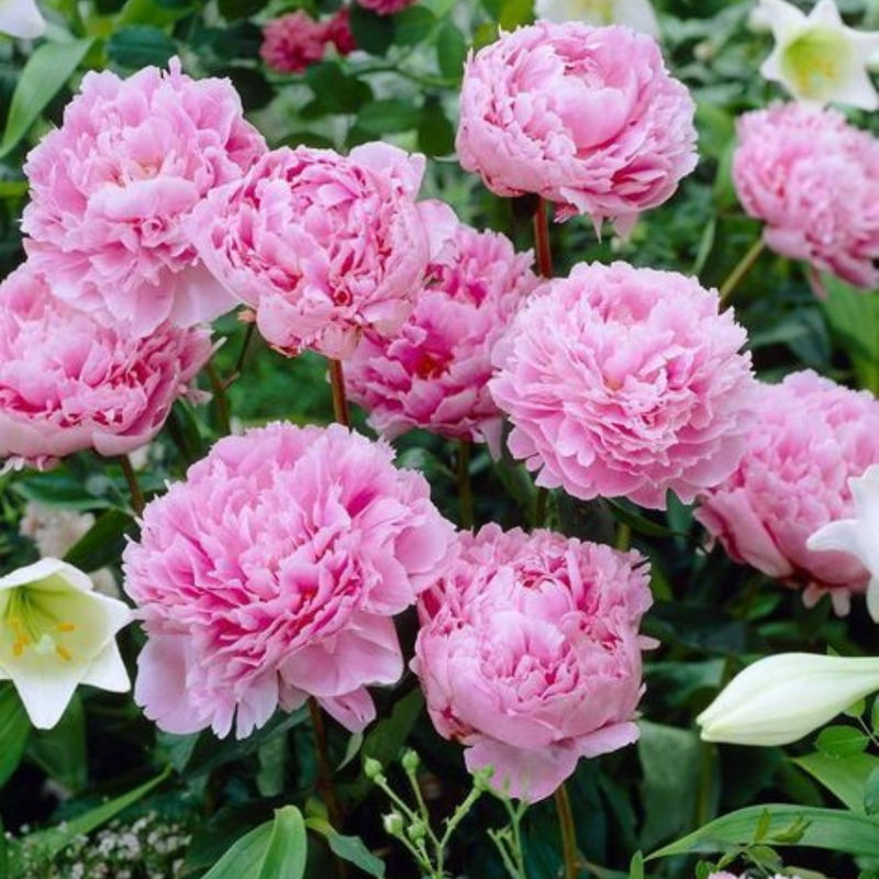 10 Mixture Super Sak Peony Seeds, Paeonia