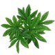 thumbnail image 4 of Hojas de helecho artificiales Rama Arbusto Simulación Flor Mesa 1, 4 of 9