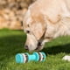thumbnail image 4 of Juguete masticable para perros, juguete indestructible de caucho natural para perros, dispensador interactivo de premios para perros medianos y pequeños, juguete para la limpieza dental (pequeño), 4 of 5