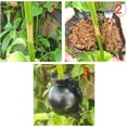 thumbnail image 5 of 10pcs Air Layering Propagation Balls High Pressure Plant Rooting Ball Root Grafting Growth Breed (12cm), 5 of 5