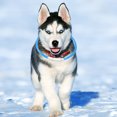 thumbnail image 4 of Collier Lumineux pour Chien Rechargeable par USB Collier de Charge LED pour Chien Fourniture pour Animaux, 4 of 5