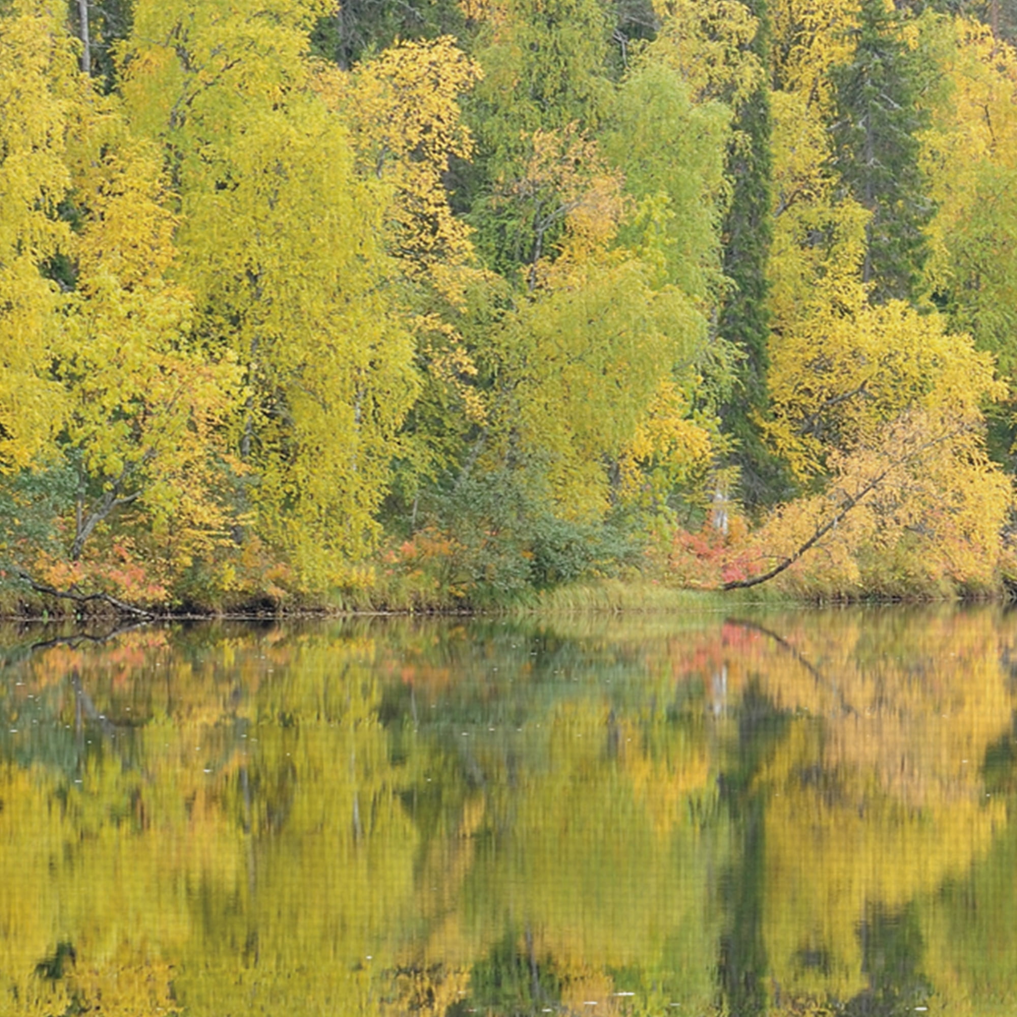 Mirrored Reflections by Staffan Widstrand Lakeview Landscape Canvas Art