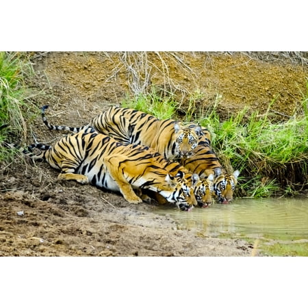 24x36 gallery poster, Tiger family in Tadoba Andhari Tiger Reserve