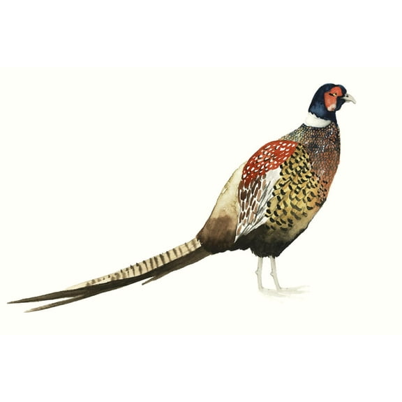 Art.com Watercolor Pheasant I Art Print by Grace Popp, 18" x 12"
